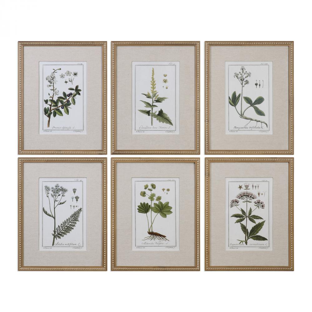 Uttermost Green Floral Botanical Study Framed Prints, S/6