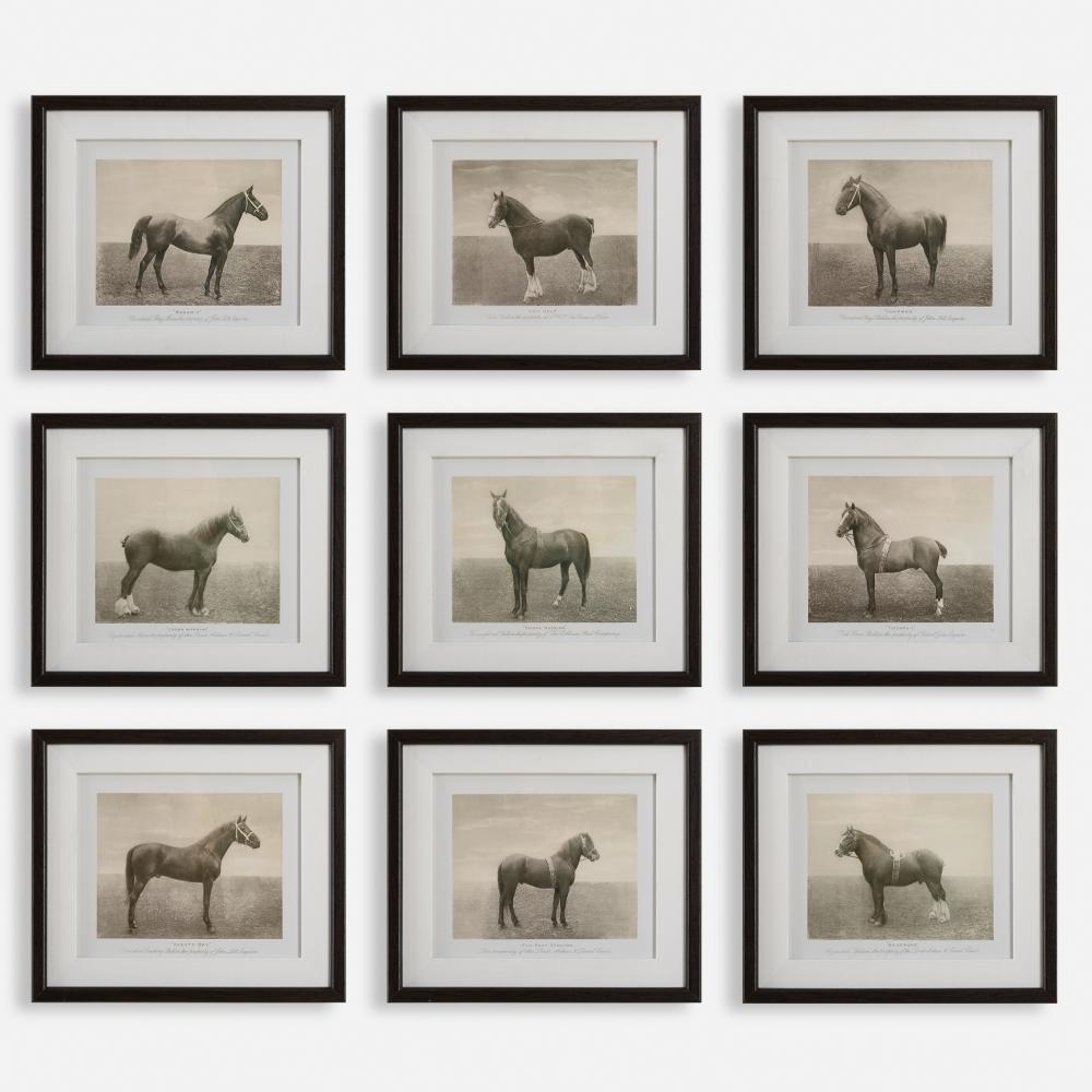 Equine Dynasty Framed Prints, S/9