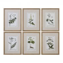 Uttermost 33651 - Uttermost Green Floral Botanical Study Framed Prints, S/6